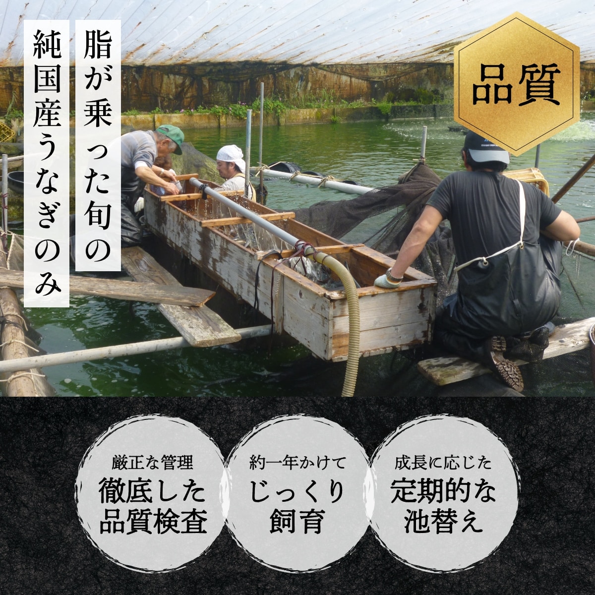 朝じめうなぎ蒲焼き3尾（4～5人前）【国産】【長焼き】