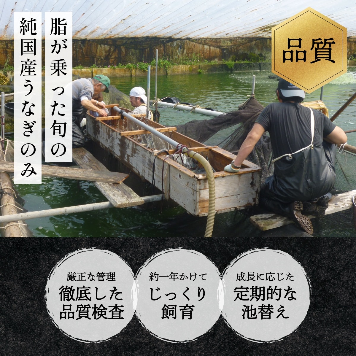 朝じめうなぎ白焼き1尾（1人前）【国産】【長焼き】