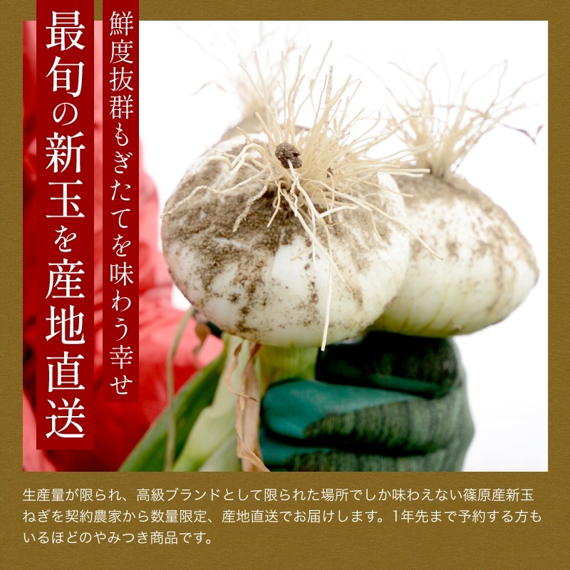 【数量限定】浜松産新玉ねぎプレミアムフレッシュ（A級品L玉 5kg）