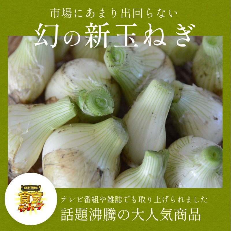 【数量限定】 浜松産白玉ねぎプレミアムホワイト(A級品L玉 5kg) 【満天青空レストランで紹介】