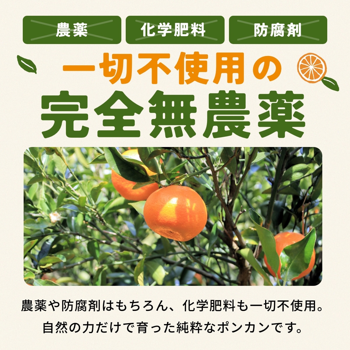 位田さんの完全無農薬三ヶ日ポンカン 4kg - 浜名湖産直マーケット