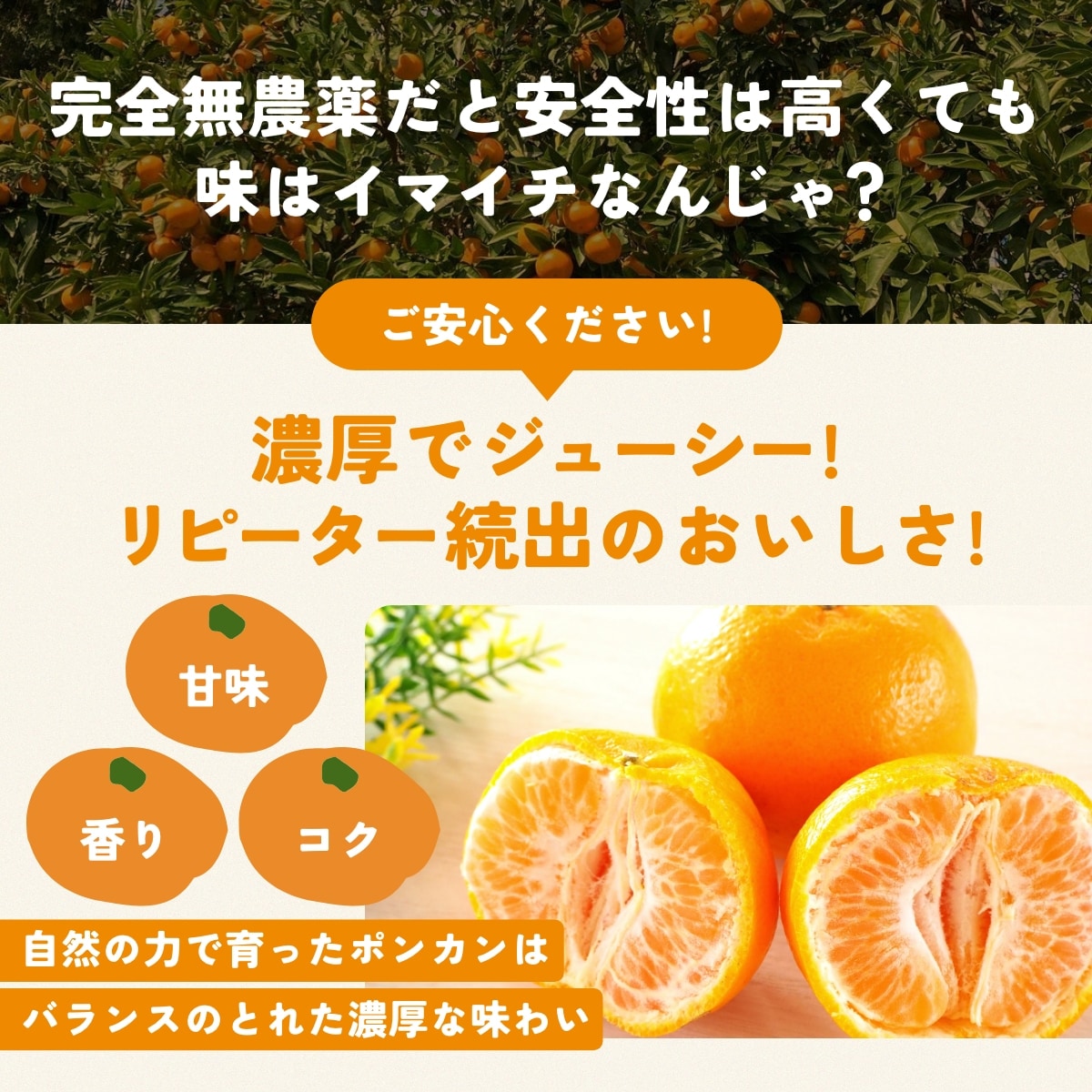 位田さんの完全無農薬三ヶ日ポンカン 4kg