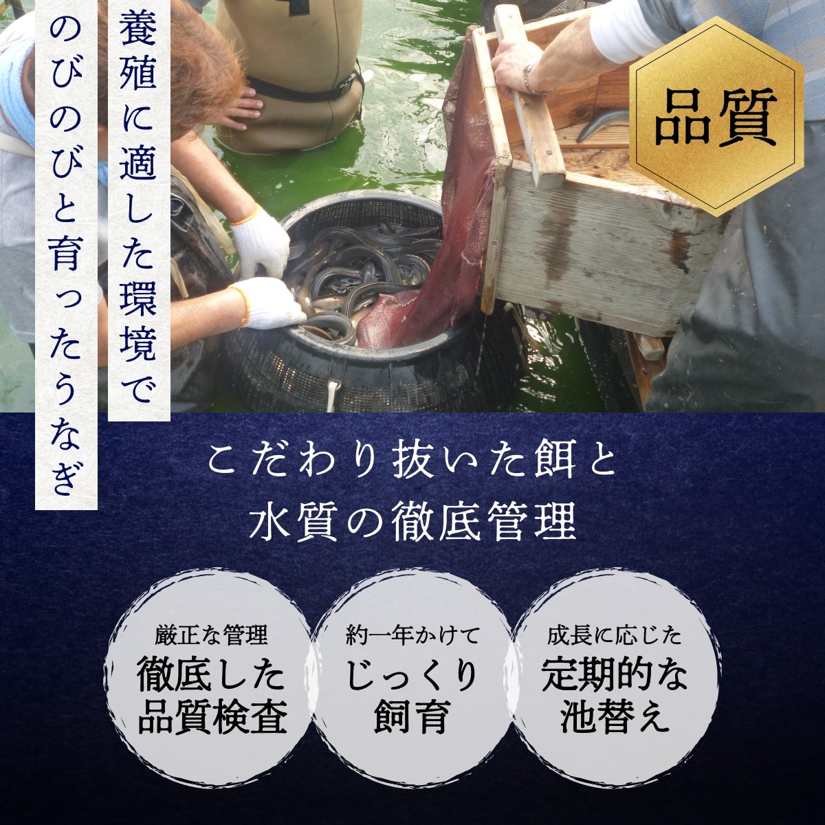 純浜名湖産特上うなぎ7尾・きも焼き（180g）付きセット（8人前）
