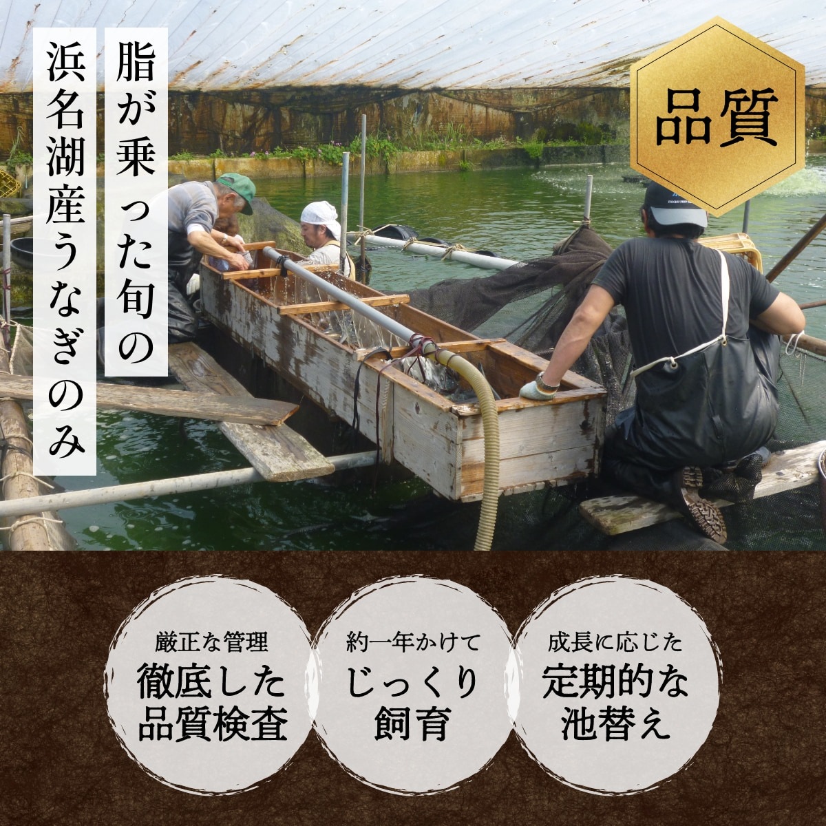 浜名湖産朝じめうなぎ溶岩焼き蒲焼き5尾（6～7人前）【浜名湖産・国産】【長焼き】※下準備に2営業日かかります。