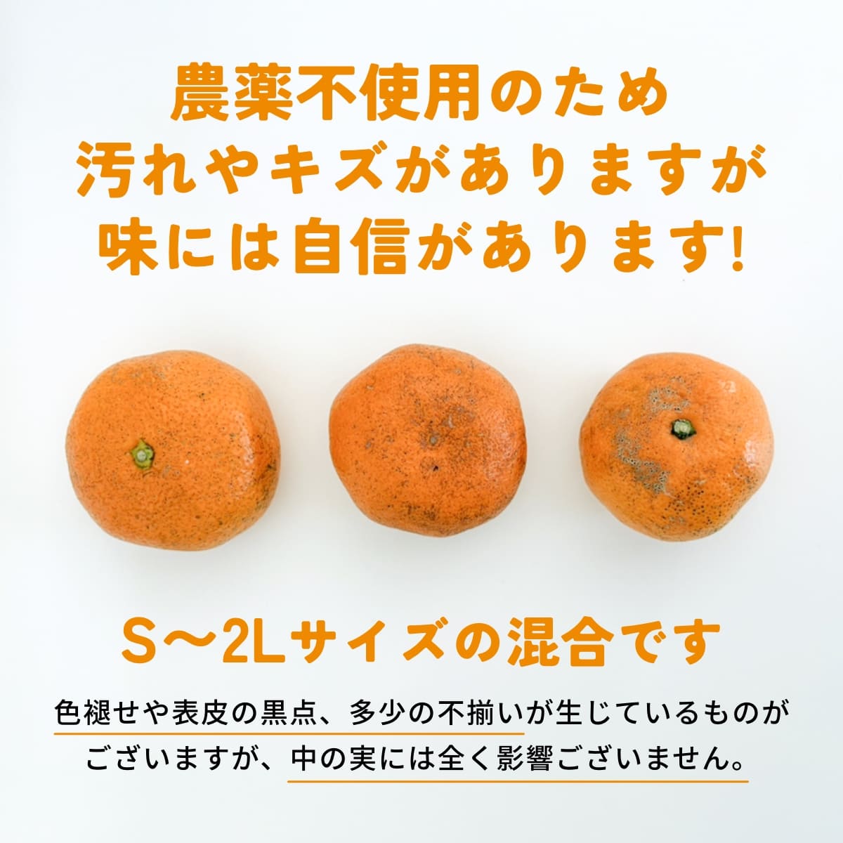 位田さんの農薬不使用三ヶ日みかん 小玉 8kg