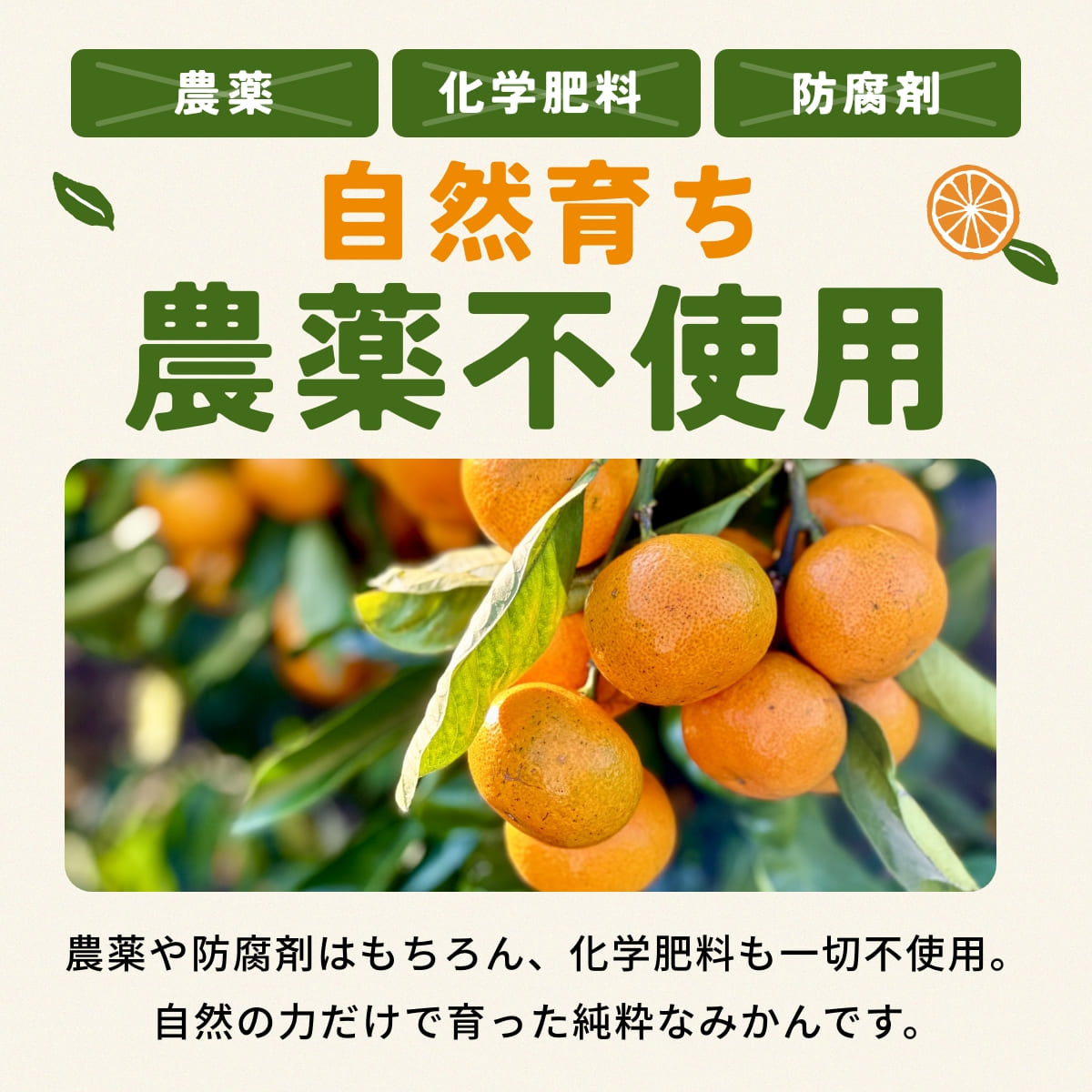 位田さんの農薬不使用三ヶ日みかん 小玉 8kg