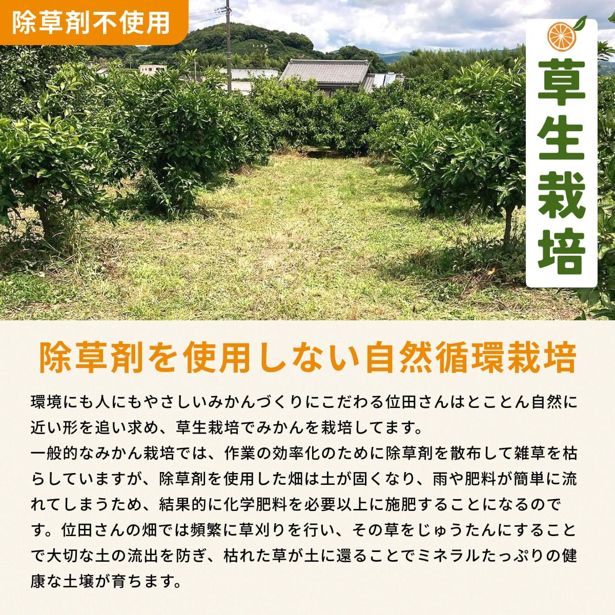 位田さんの農薬不使用三ヶ日みかん 小玉 8kg