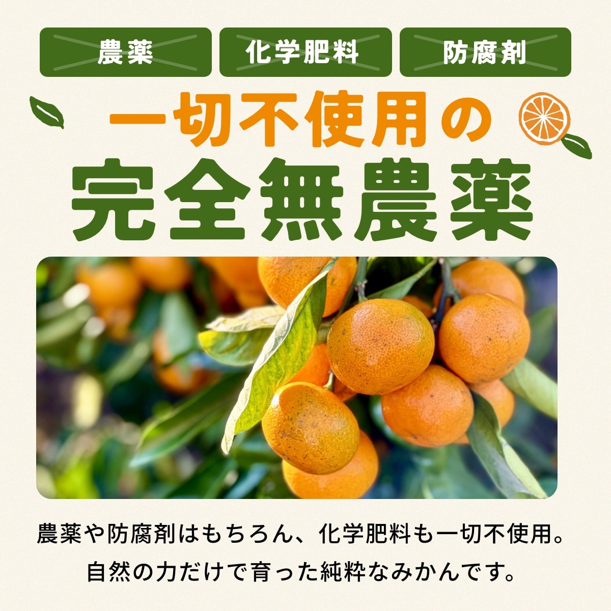 位田さんの完全無農薬三ヶ日みかん 小玉 8kg