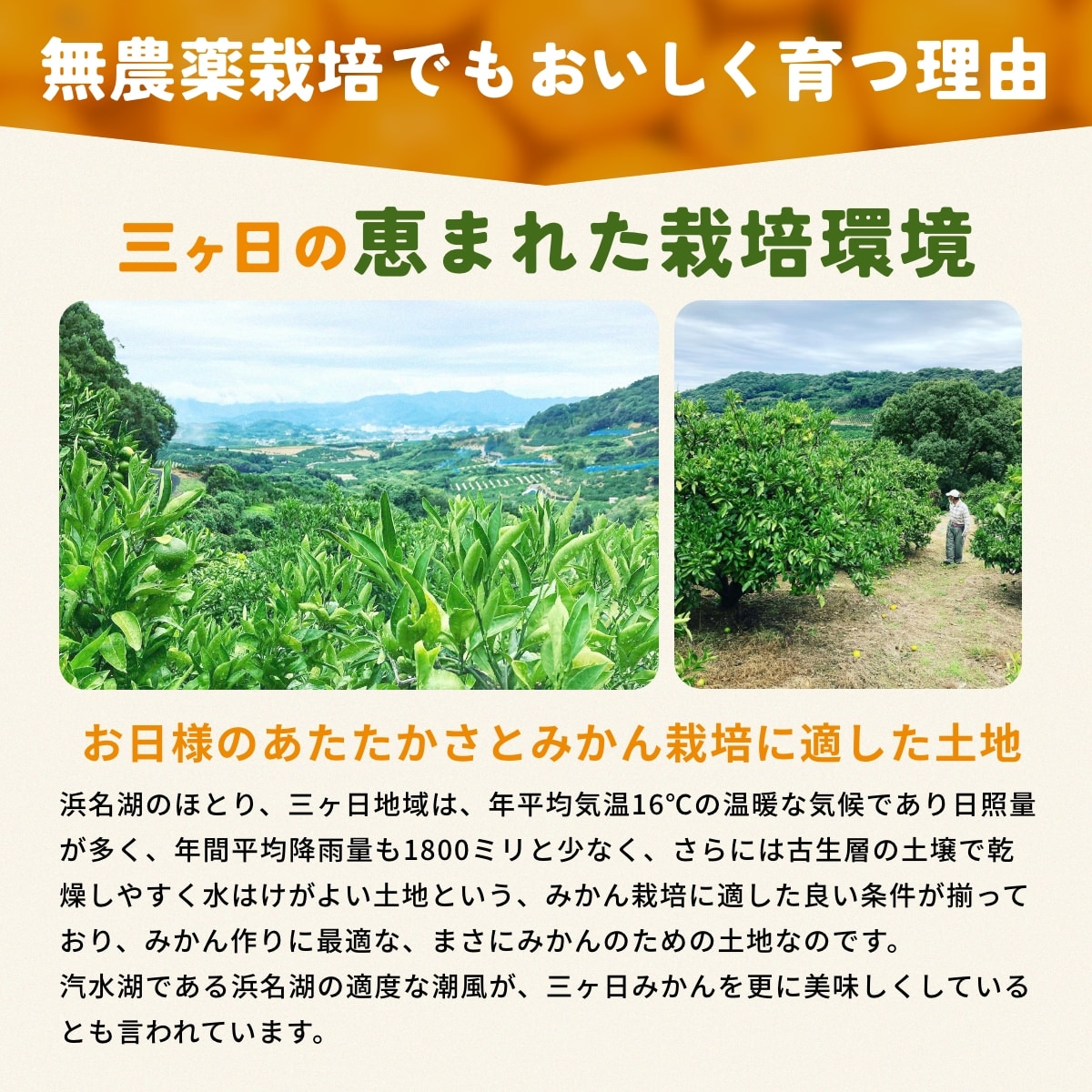 位田さんの完全無農薬三ヶ日みかん 小玉 4kg