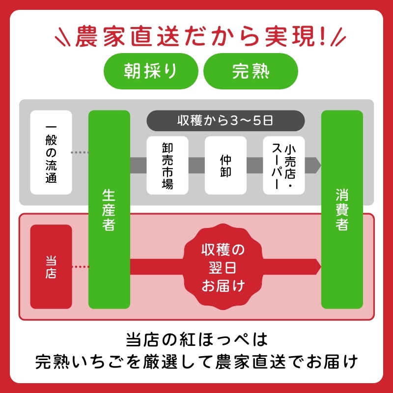 【静岡県産】朝採り完熟紅ほっぺ 中2パックセット(1パックあたり9~12粒)