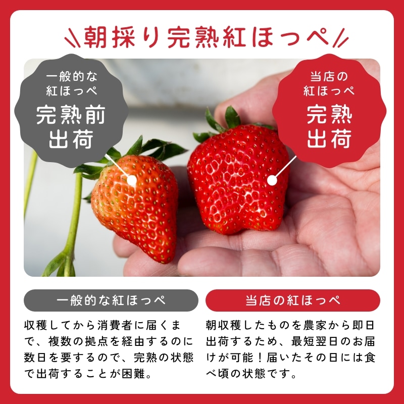 【静岡県産】朝採り完熟紅ほっぺ 中2パックセット(1パックあたり9~12粒)