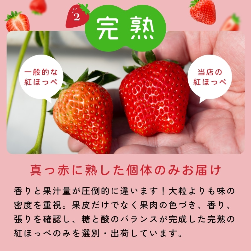 【静岡県産】朝採り完熟紅ほっぺ 中2パックセット(1パックあたり9~12粒)