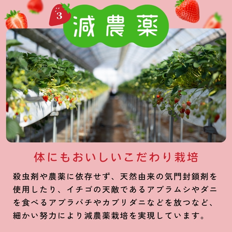 【静岡県産】朝採り完熟紅ほっぺ 中2パックセット(1パックあたり9~12粒)