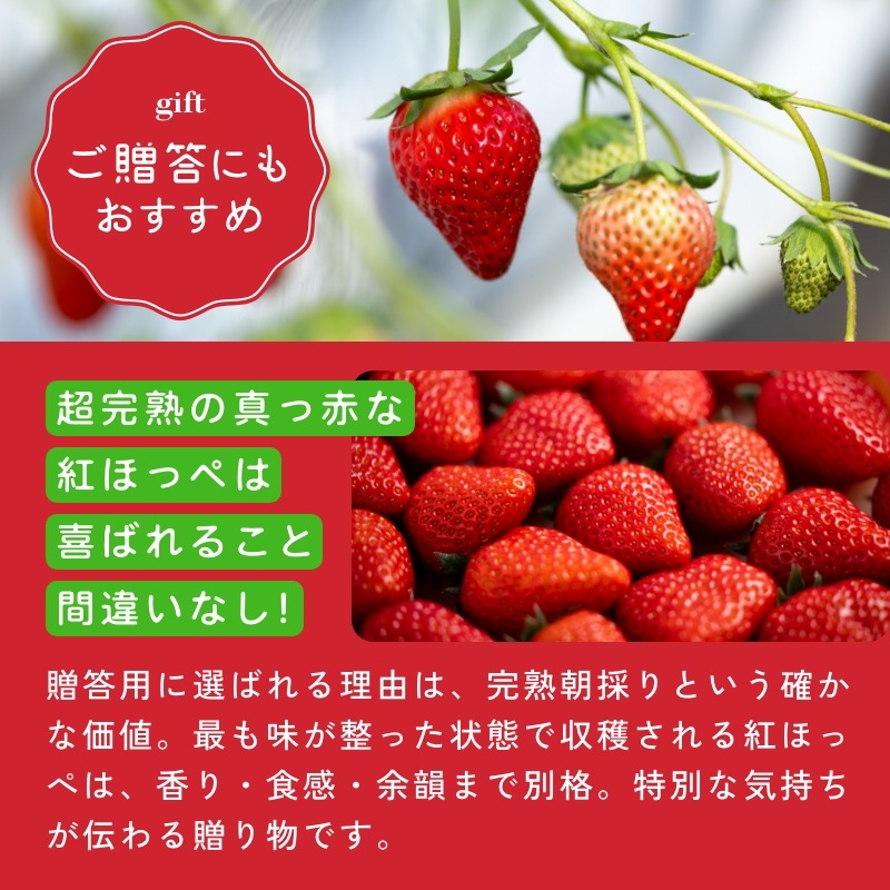 【静岡県産】朝採り完熟紅ほっぺ 大2パックセット（1パックあたり4～8粒）