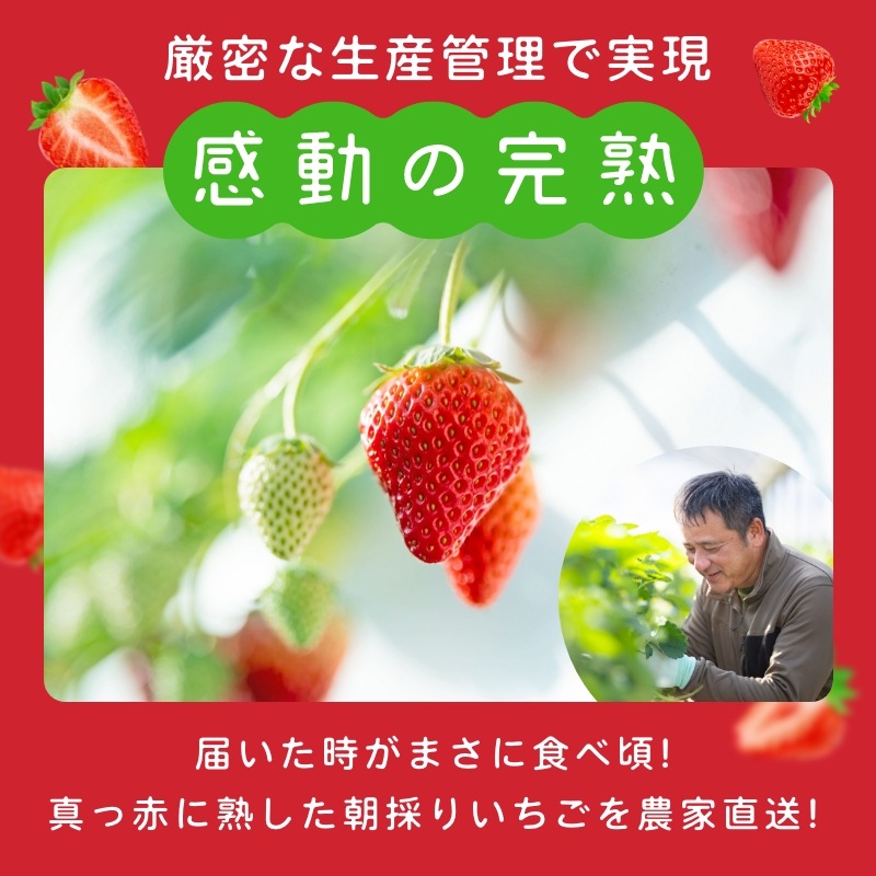 【静岡県産】朝採り完熟紅ほっぺ 大2パックセット（1パックあたり4～8粒）