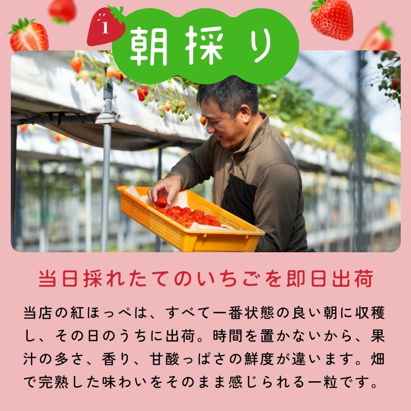 【静岡県産】朝採り完熟紅ほっぺ 大2パックセット（1パックあたり4～8粒）
