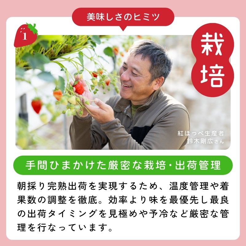 【静岡県産】朝採り完熟紅ほっぺ 大4パックセット（1パックあたり4～8粒）