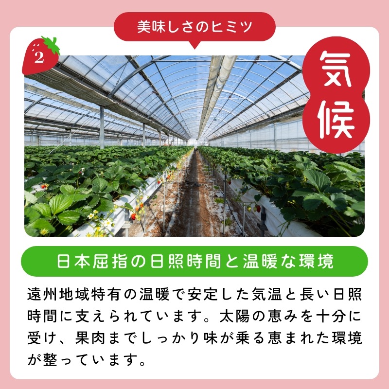 【静岡県産】朝採り完熟紅ほっぺ 大4パックセット（1パックあたり4～8粒）