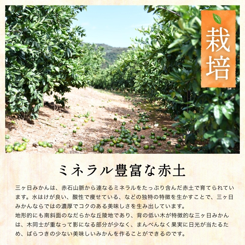 【訳あり】三ケ日みかん「早生（わせ）」8kg（サイズ不選別）