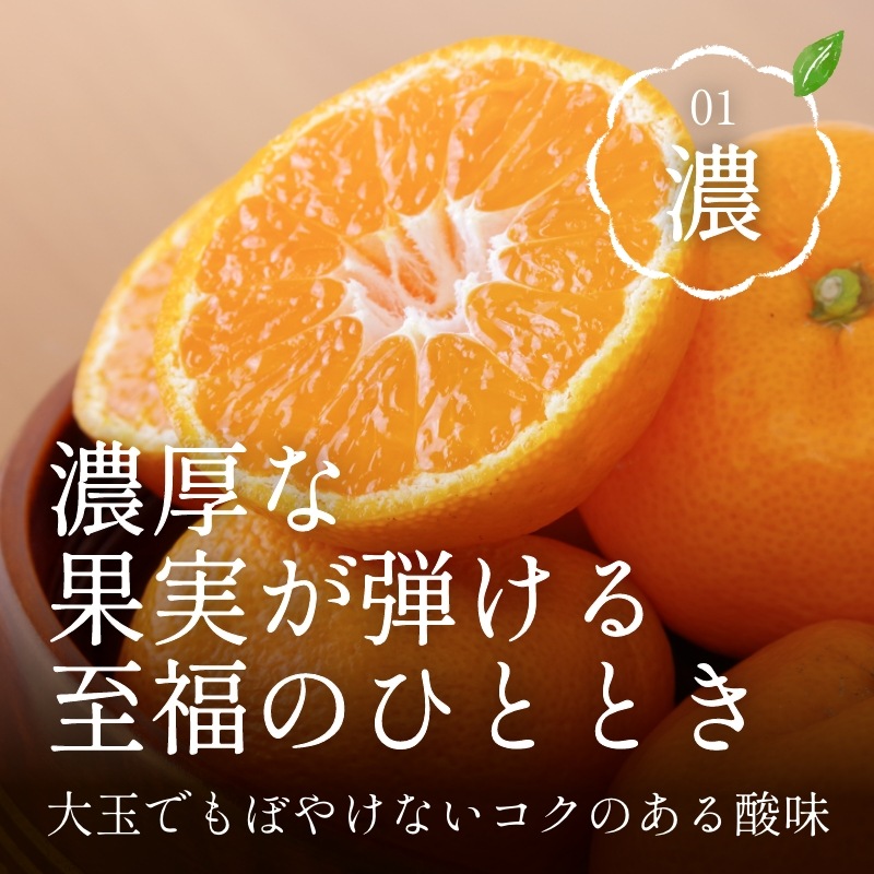 三ケ日濃厚熟みかん「青島」8kg(S～3Lサイズ)（優品相当） - 浜名湖
