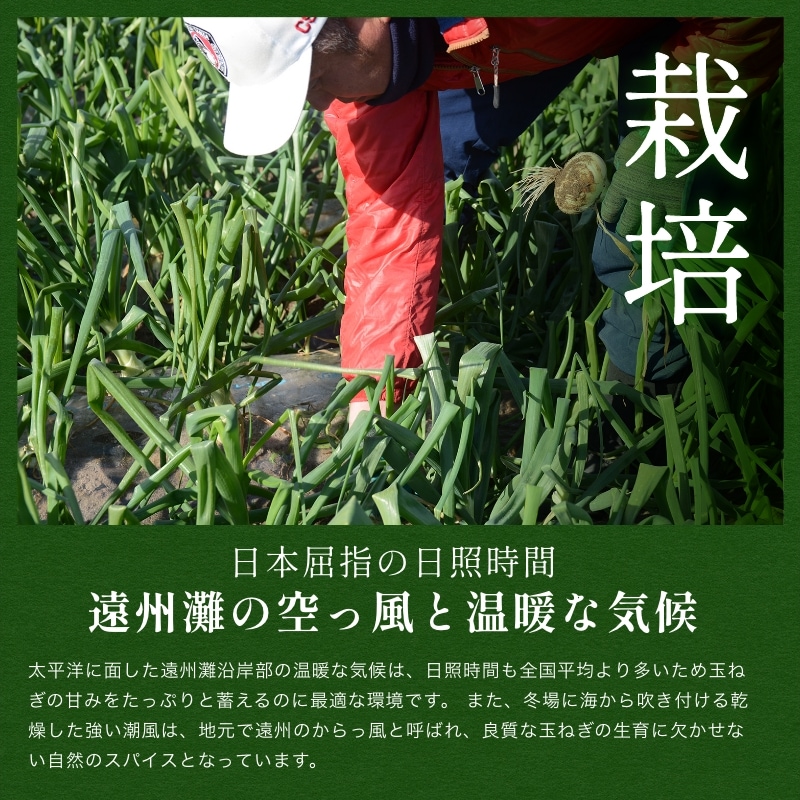 浜松産白玉ねぎプレミアムホワイト葉付きA級品(L10玉)