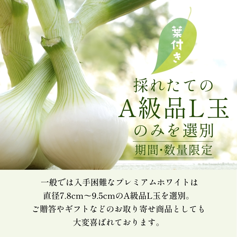 浜松産白玉ねぎプレミアムホワイト葉付きA級品（L10玉） - 浜名湖産直
