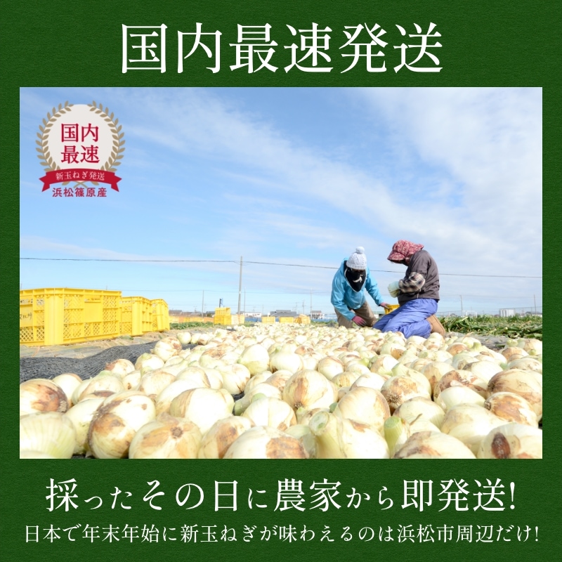 浜松産白玉ねぎプレミアムホワイト葉付きA級品(L10玉)