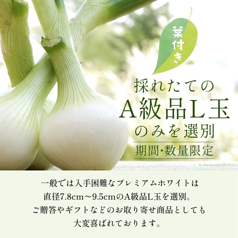 浜松産白玉ねぎプレミアムホワイト葉付きA級品（L30玉）