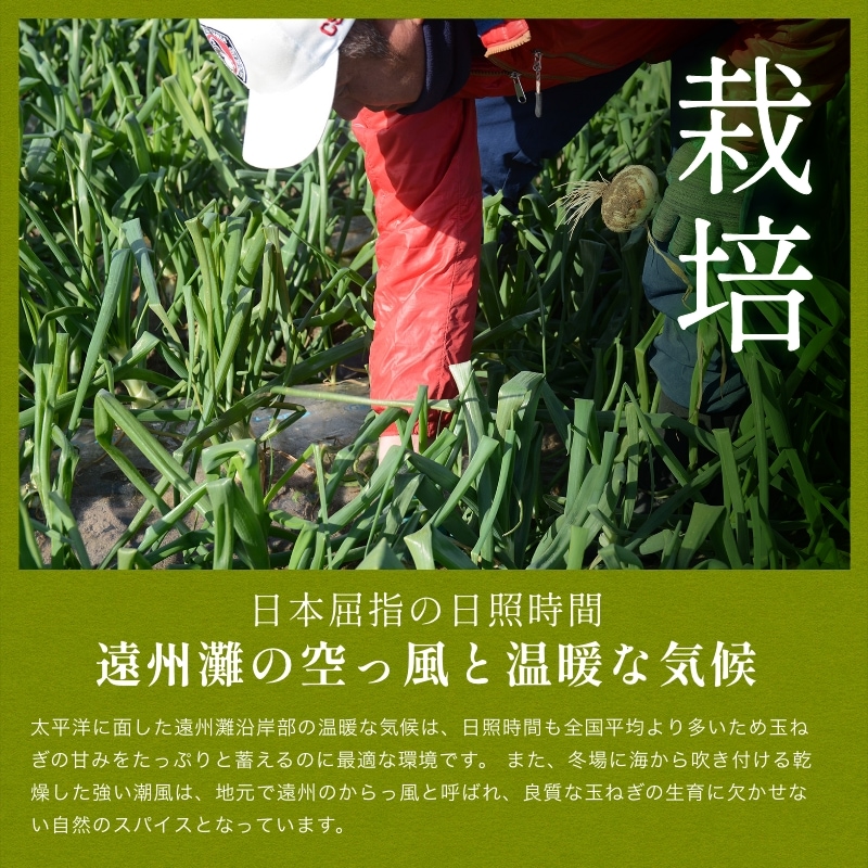 浜松産白玉ねぎプレミアムホワイト無選別品(10kg)