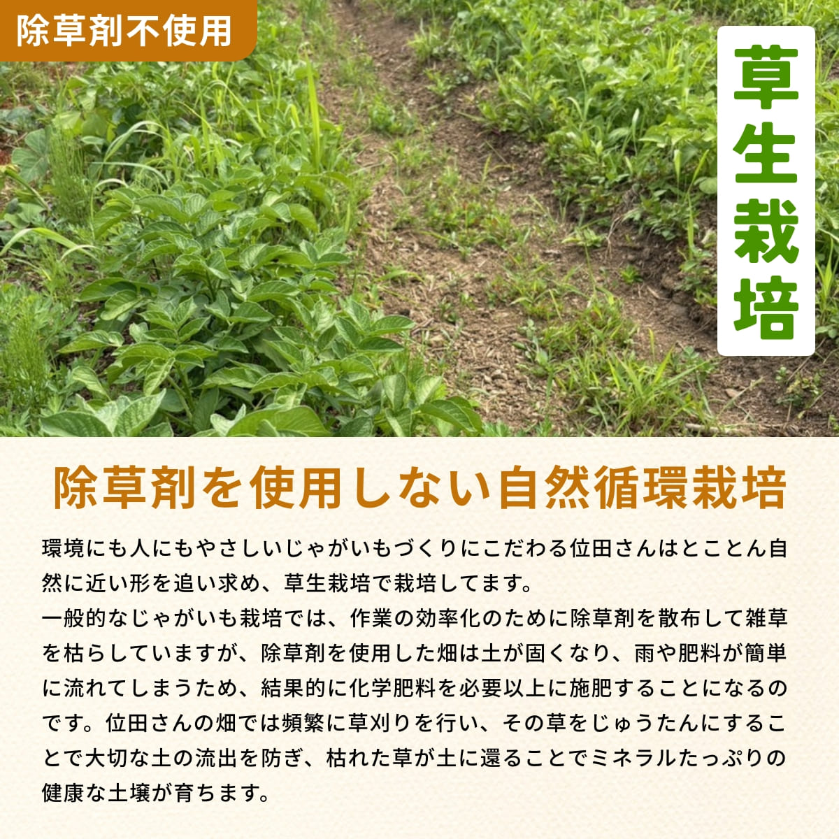 位田さんの完全無農薬じゃがいも 4kg【無選別品】