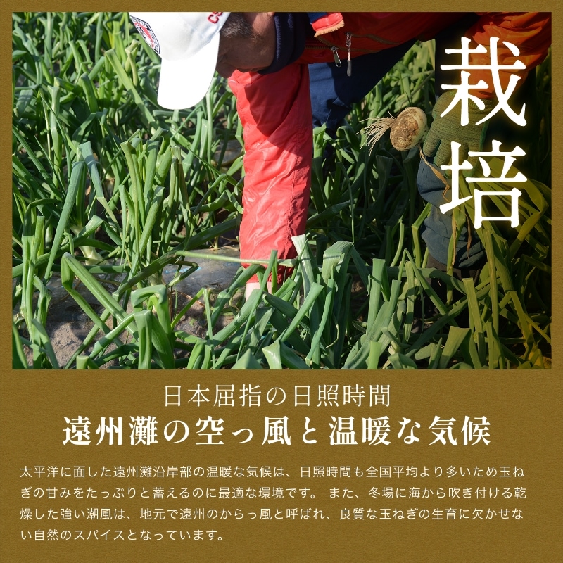 【最旬】浜松産新玉ねぎプレミアムフレッシュ無選別品（10kg）