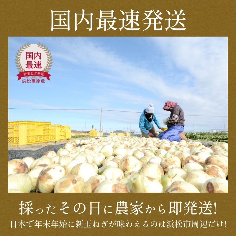 【最旬】浜松産新玉ねぎプレミアムフレッシュ無選別品（10kg）