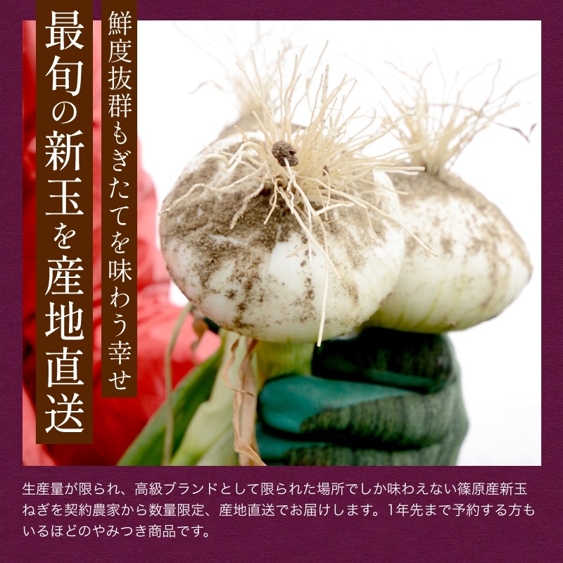 浜松産赤玉ねぎプレミアムレッド無選別品（5kg）