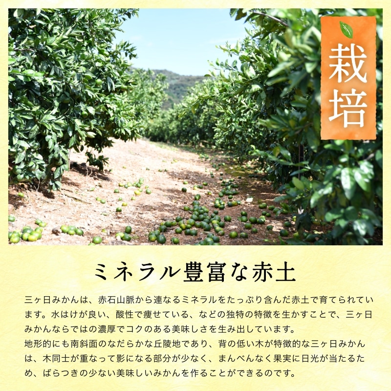 三ケ日濃厚熟みかん「青島」4kg(S~LLサイズ)(秀品相当)