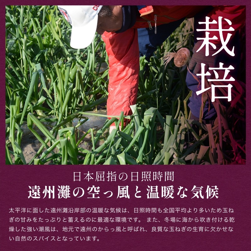 浜松産赤玉ねぎプレミアムレッド無選別品（10kg）