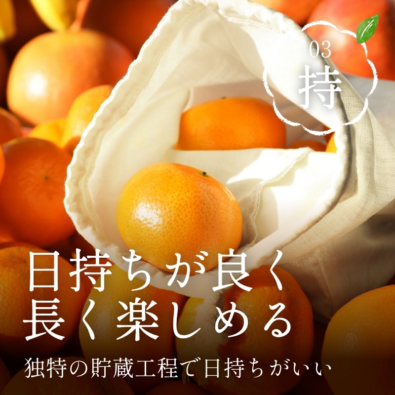 三ケ日濃厚熟みかん「青島」8kg(S～LLサイズ)（秀品相当） - 浜名湖