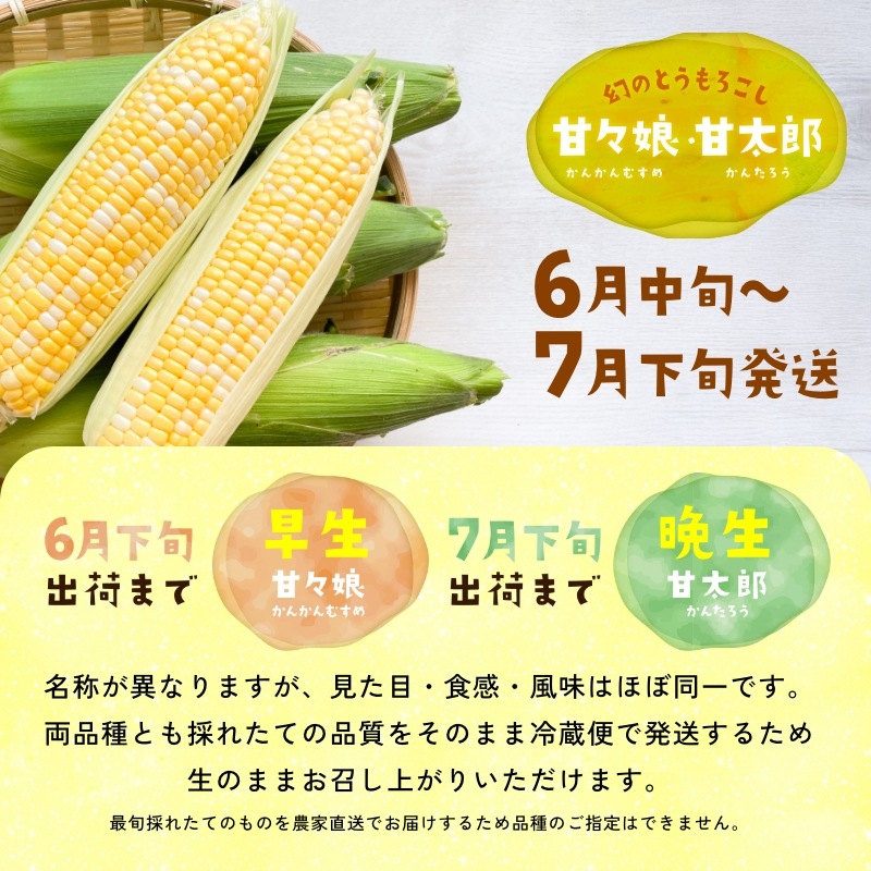 静岡県産とうもろこし 甘々娘甘太郎（かんかんむすめかんたろう）L～3Lサイズ4～6本入り ご贈答用 期間数量限定