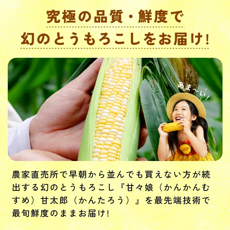 静岡県産とうもろこし 甘々娘甘太郎（かんかんむすめかんたろう）L～3Lサイズ4～6本入り ご贈答用 期間数量限定