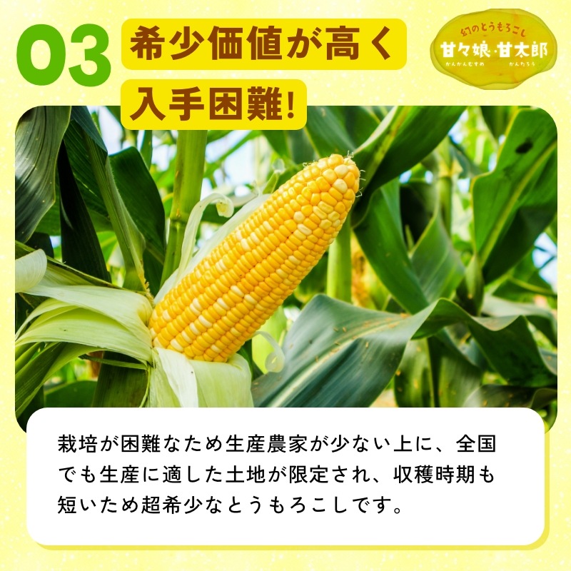 静岡県産とうもろこし 甘々娘甘太郎（かんかんむすめかんたろう）L～3Lサイズ4～6本入り ご贈答用 期間数量限定