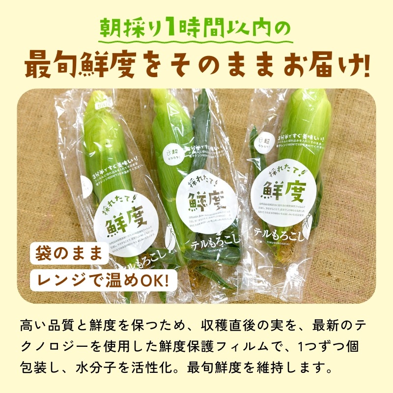 静岡県産とうもろこし 甘々娘甘太郎（かんかんむすめかんたろう）L～3Lサイズ4～6本入り ご贈答用 期間数量限定