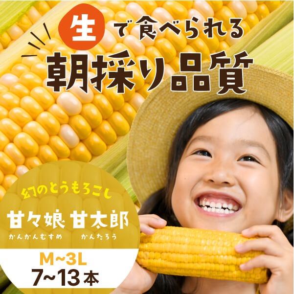 静岡県産とうもろこし 甘々娘甘太郎（かんかんむすめかんたろう）M～3Lサイズ7～13本入り ご家庭用 期間数量限定