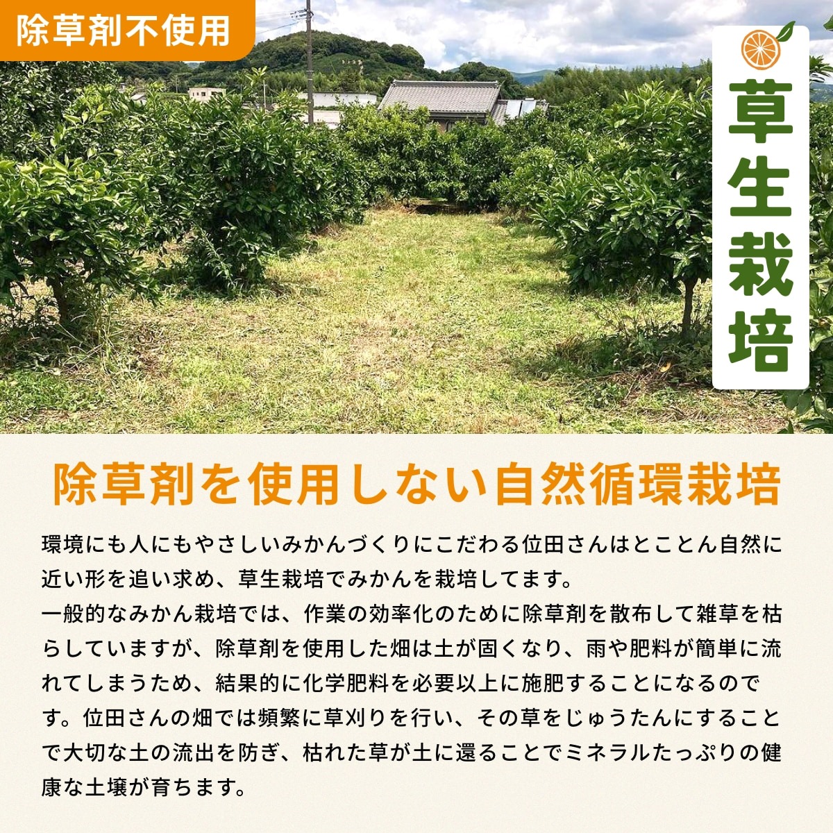 位田さんの完全無農薬三ヶ日みかん 4kg