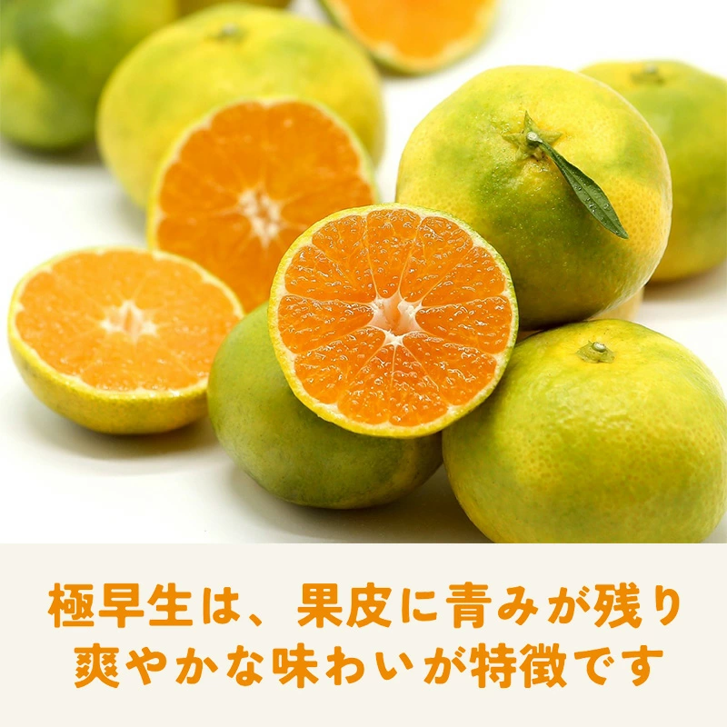 位田さんの農薬不使用三ヶ日みかん 4kg（極早生）