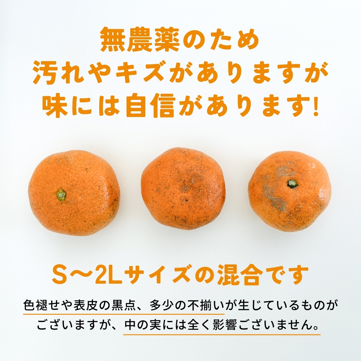 位田さんの完全無農薬三ヶ日みかん 4kg