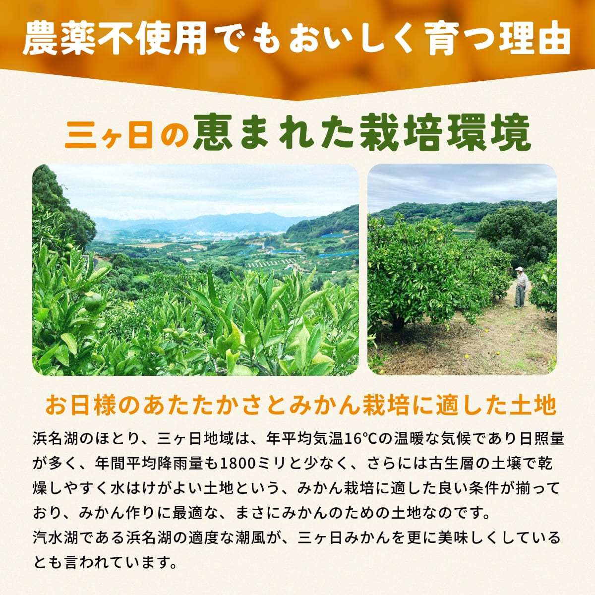 位田さんの農薬不使用三ヶ日みかん 4kg（極早生）