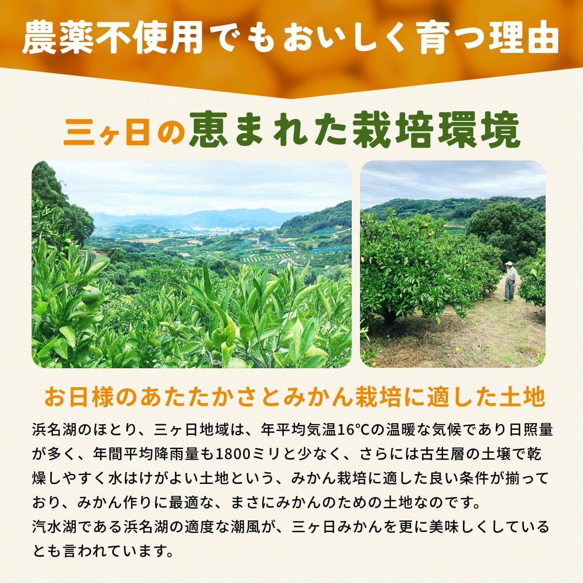 位田さんの農薬不使用三ヶ日みかん 8kg(極早生)