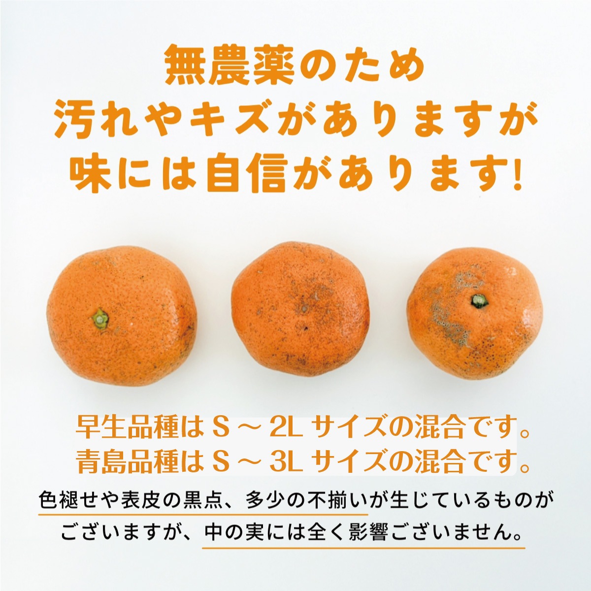 位田さんの完全無農薬三ヶ日みかん 8kg