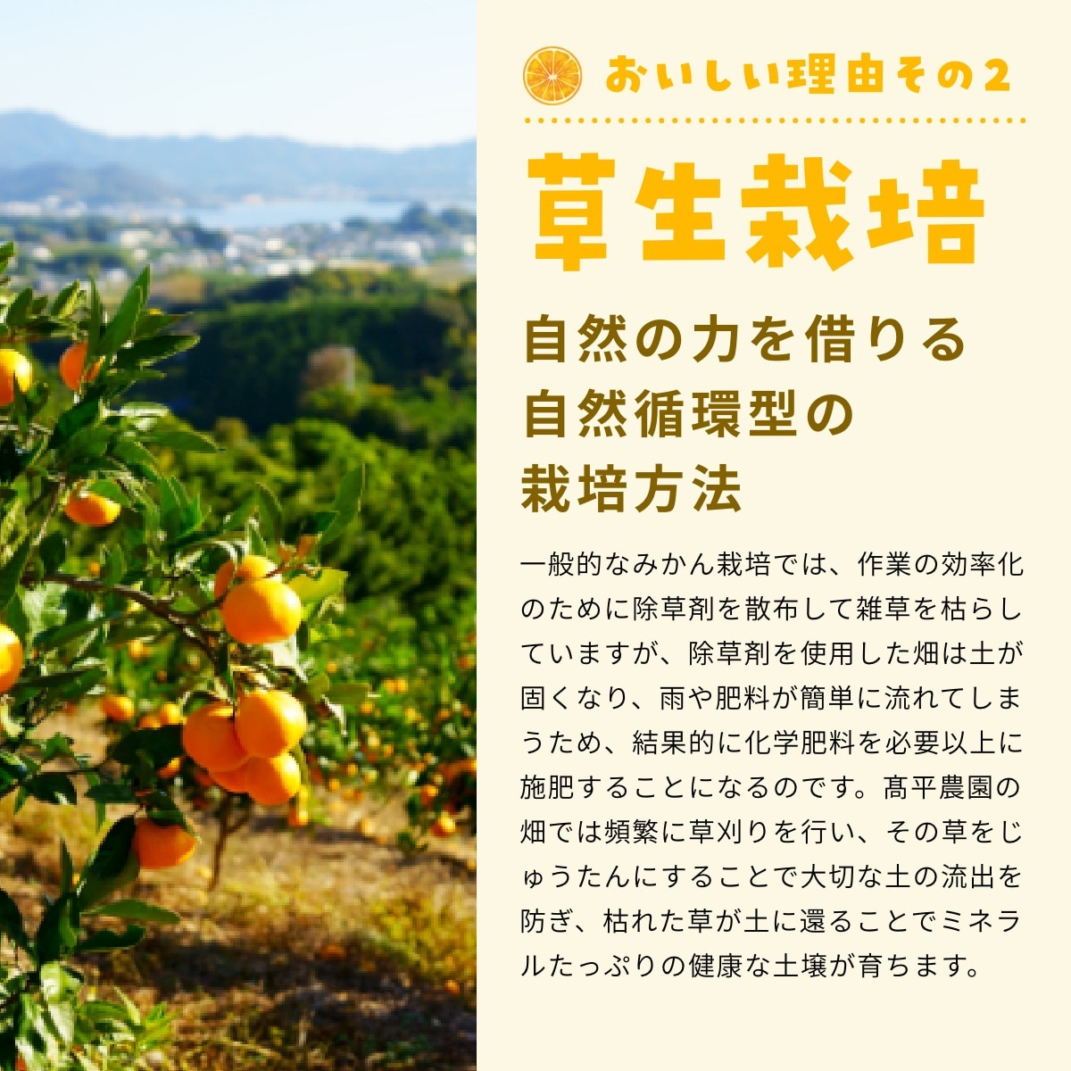 【早生小玉3S～S】 高平さんの減農薬 三ヶ日みかん 8kg