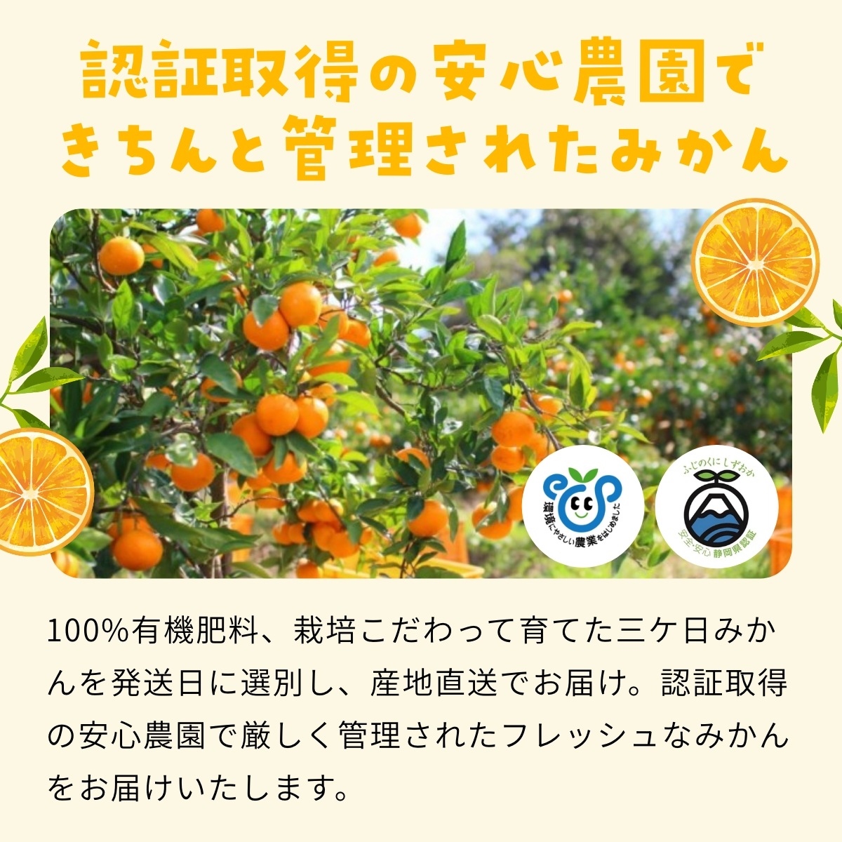【早生小玉3S～S】 認証農園髙平さんの 三ヶ日みかん 8kg
