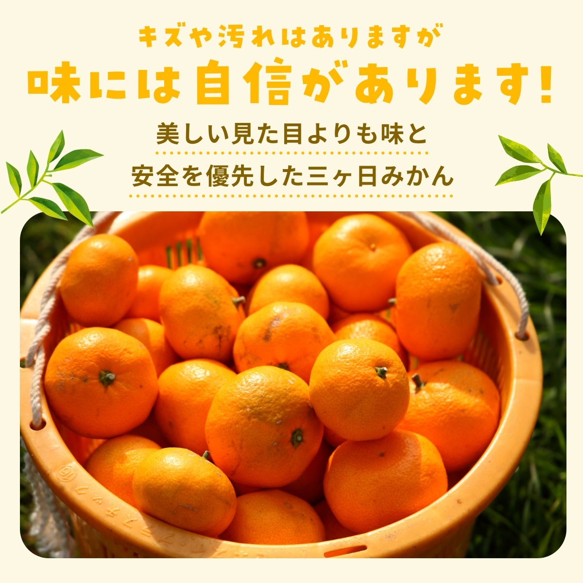 【早生小玉3S～S】 認証農園髙平さんの 三ヶ日みかん 8kg